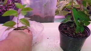 как выбрать саженец метельчатой гортензии для посадки осенью