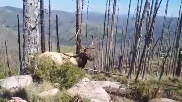 Рёв изюбря смотреть онлайн