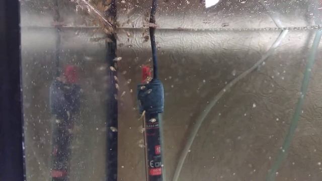 Мальки скалярий через 15 дней при кормлении артемией смотреть онлайн