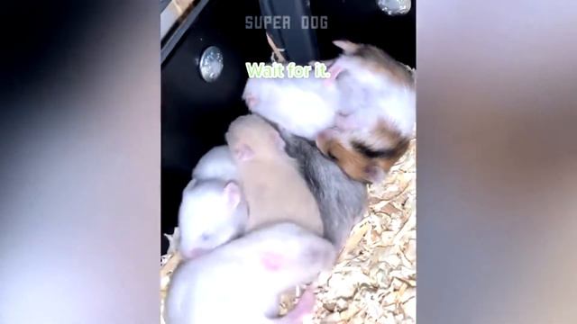 ХОМЯКИ УЛЕТНОЕ ВИДЕО смотреть онлайн