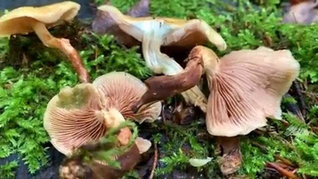 Stockschwämmchen, Kuehneromyces Mutabilis | + Vergleich: Grüner Schwefelkopf, Hypholoma Fascicular
