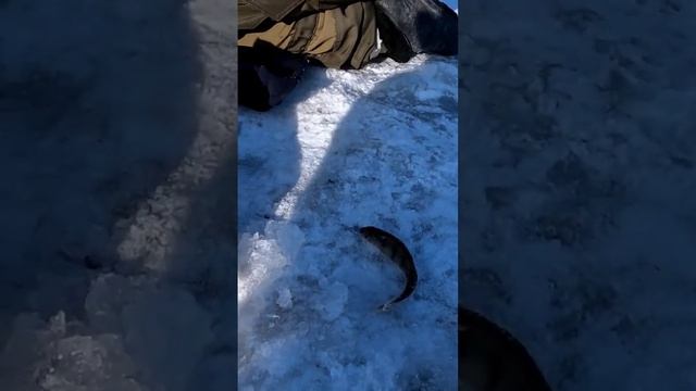 Новичок на рыбалке, поймал рыбу на чупа чупс..