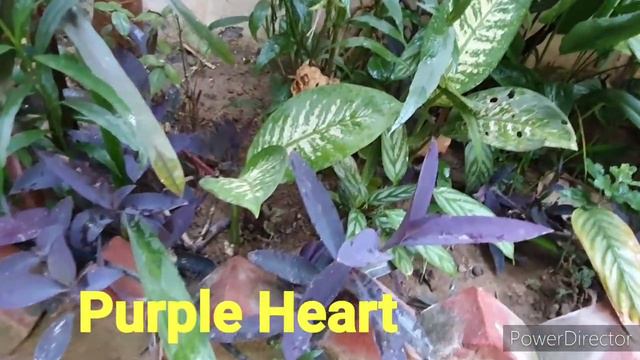 Tour of my My Backyard Garden which has almost become a jungle //Plants with names смотреть онлайн