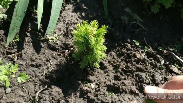 Наши клумбы(продолжение обзора) смотреть онлайн