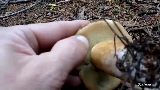 BOLETUS BADIUS ,O BOLETO BAYO смотреть онлайн