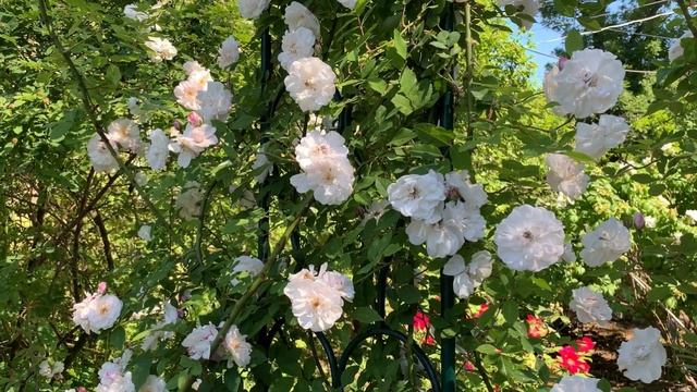 Экскурсия по Розарию Ботанического сада Петра Великого Ч3 смотреть онлайн