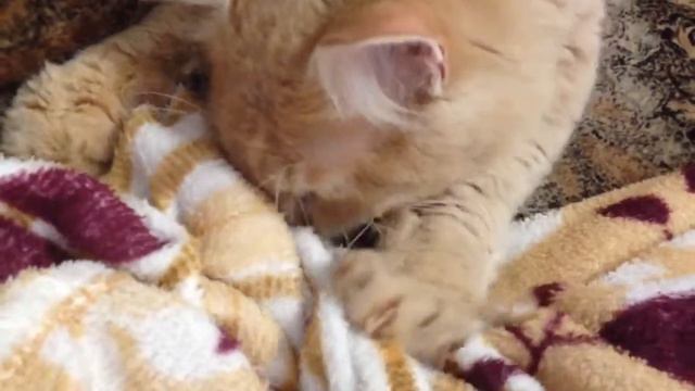 Кот Матвей сосет...))))) смотреть онлайн