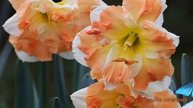 Нарцисс обыкновенный Кум Лауде (kum-laude) ? обзор: как сажать, луковицы нарциссы Кум Лауде смотреть онлайн