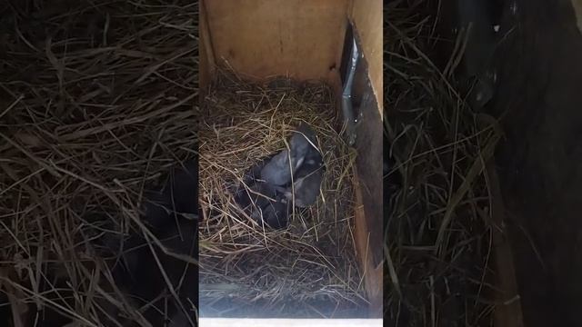 Кролики нашего хозяйства ? смотреть онлайн