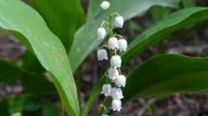 Фет А.А. "Первый ландыш"