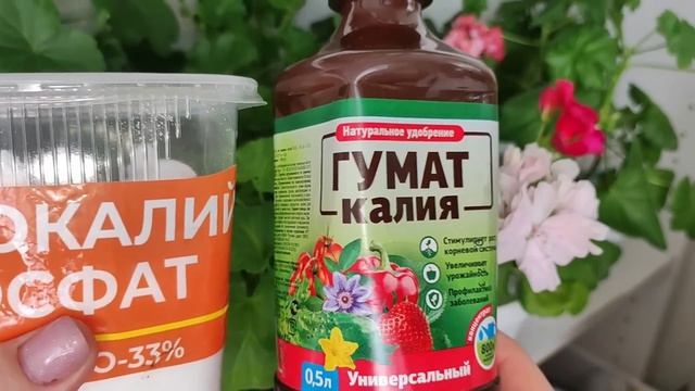 ГЕРАНЬ Завалит Вас ЦВЕТЕНИЕМ! Всего 7 Простых Правил выращивания Пеларгонии! Чем подкормить Герань? смотреть онлайн