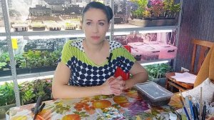 Тунбергия . Сеем рассаду лианы.