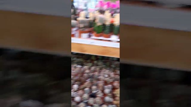 РАЗНООБРАЗНЫЕ КАКТУСЫ В ЛЕРУА МЕРЛЕН смотреть онлайн
