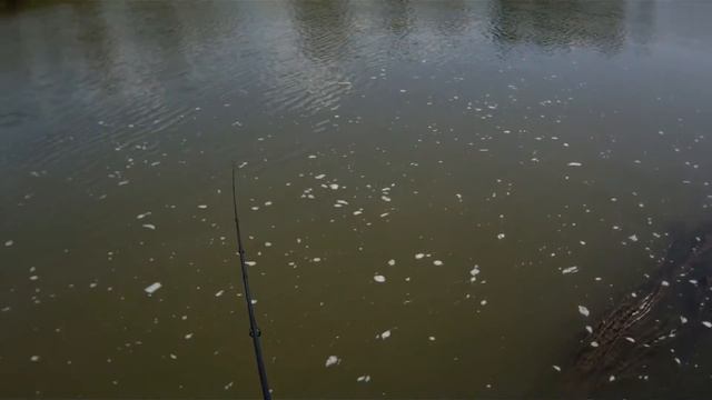 MEGABASS Power Bomb - любимый раттлин окуней.Perch Fishing. смотреть онлайн
