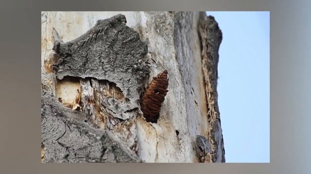 Дятел  Детям про птиц