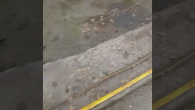 дерево павловния возраст 1 год сорт M1 куплено фирма ЭКО замин 2022.года смотреть онлайн