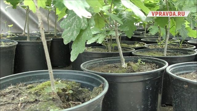В Волго-Ахтубинской пойме высадят 70 тысяч молодых деревьев смотреть онлайн