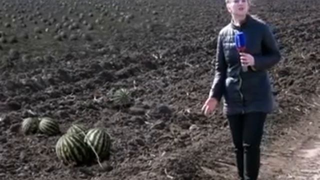 Озимые арбузы 🍉🍉🍉 смотреть онлайн