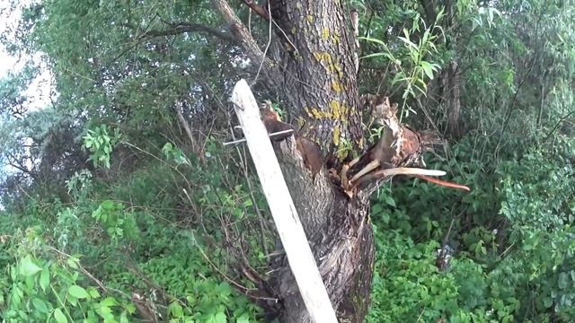 Рыбалка На Волге с Ночёвкой. Ловля на За кидушки. Ловля сома. Отдых на природе. смотреть онлайн
