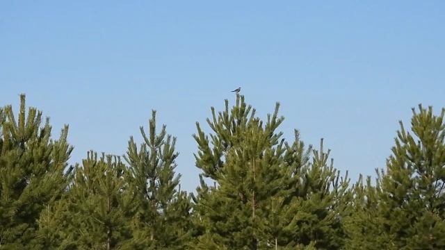 № 2156 25 04 2022 Перелетные птицы смотреть онлайн