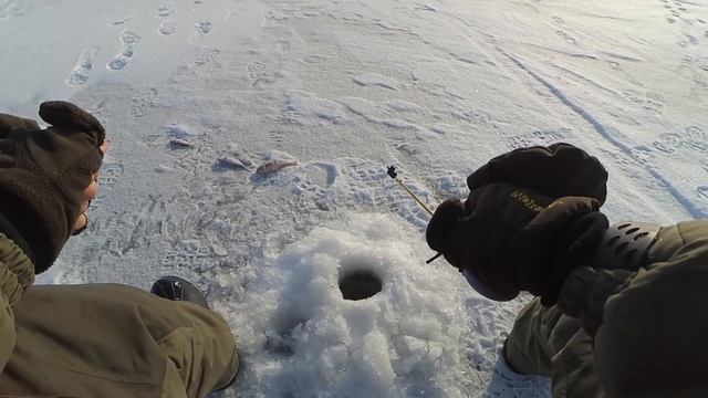 Зимняя ловля окуня и плотвы. Мормышка с подсадкой мотыля. смотреть онлайн