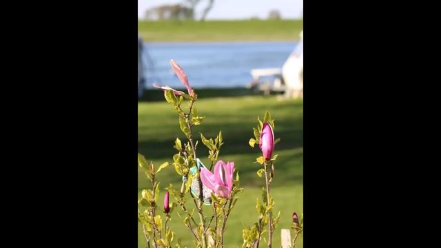 NATUUR - Magnolia Susan 2022 смотреть онлайн