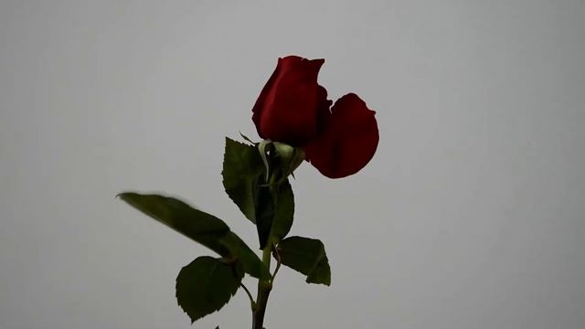 СОХРАНИ ЦВЕТОК | (Социальный ролик) смотреть онлайн