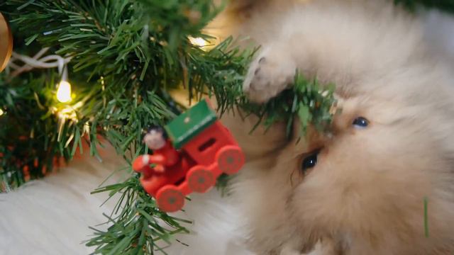 Top 10 Amazing Teacup Dog Breeds To Own/ Amazing Dogs смотреть онлайн