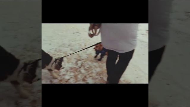 Первые знакомства аусси Руни с собаками(4 месяца) смотреть онлайн