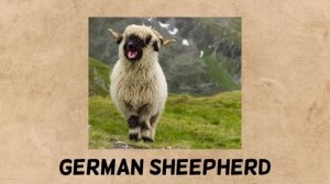Animals That Don't Exist - Hybrid Animals