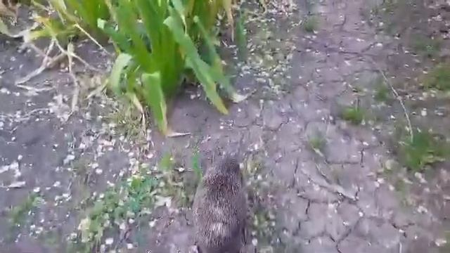 Ёжик в парке смотреть онлайн