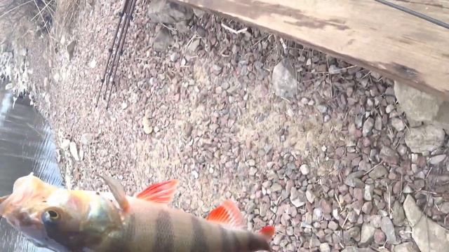 Окунь на МИКРОДЖИГ ранней весной 2022 Рыбалка на ультралайт. На Zetrix Flair FLS-732UL-T смотреть онлайн