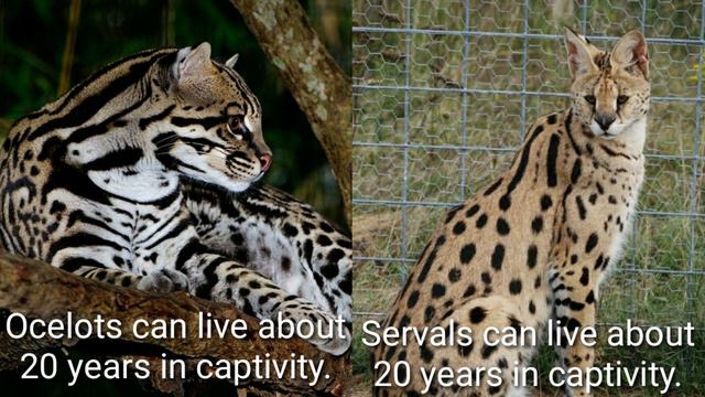OCELOT VS SERVAL WHO WOULD WIN / Animal fight club смотреть онлайн