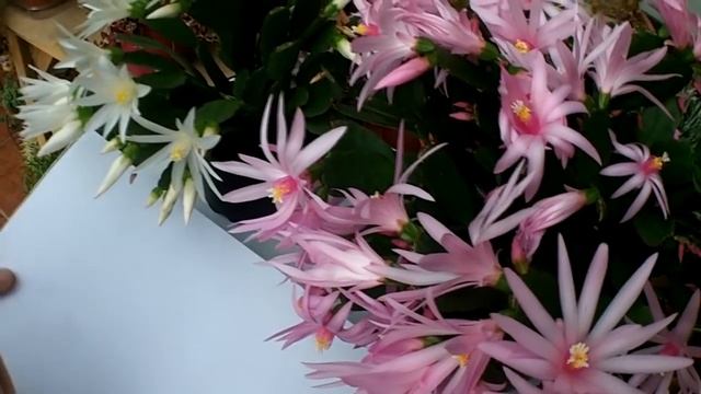 Pollinating cactus flowers - Easter cactus ( Rhipsalidopsis gaertneri ) смотреть онлайн