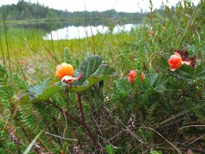 Морошка (Н. Рубцов Н. Драчков) разбор на гармони №-140 с цифрами
