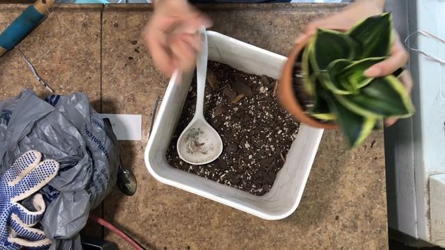 Sansevieria Pagoda Variegata