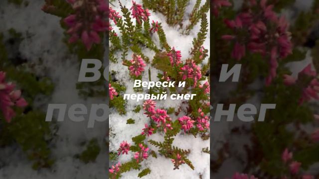 Вереск: укрывать его на зиму или нет? смотреть онлайн