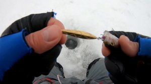 Сверхэффективная блесна на окуня. Зимняя блесна которая ЗАВОДИТ ОКУНЯ в Глухозимье!!! Ловля окуня