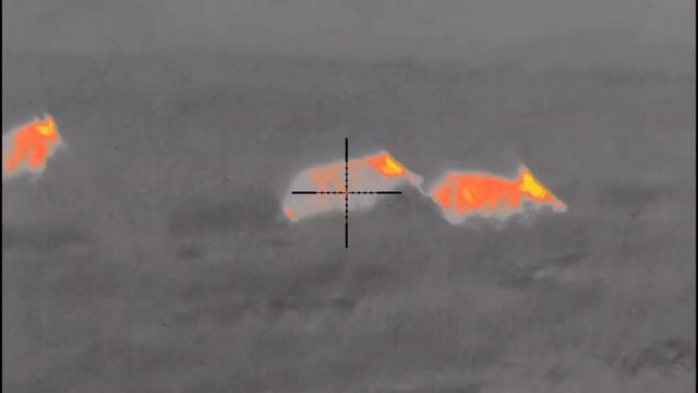 Pulsar XQ 50 Thermion Hog Hunting with Thermals смотреть онлайн