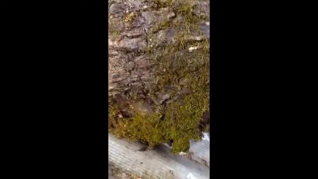 Дубовый кап в разрезе смотреть онлайн