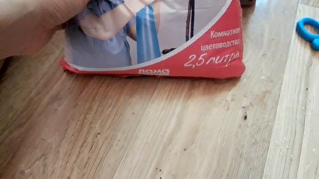 Фикус Бенджамина Дунетти, Эдем, выращивание из семян,развитие через 1,5 месяца смотреть онлайн