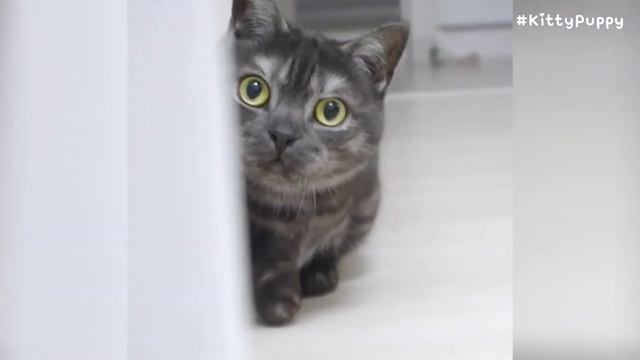 Curious Munchkin Cat Kotetsu смотреть онлайн