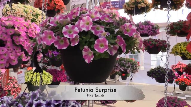 2016 Spring Trials: Dummen Orange (South)