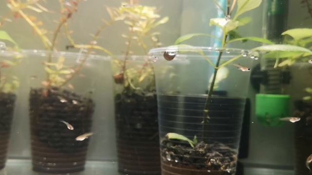 В АКВАРИУМЕ СО СТАКАНЧИКАМИ ПОЯВИЛАСЬ ЧЁРНАЯ БОРОДА. РАССКАЗЫВАЮ КАК БУДУ ВЫВОДИТЬ. смотреть онлайн