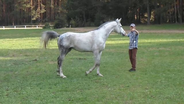 Арабский жеребец Мирабо и Новиков Виктор, окончание