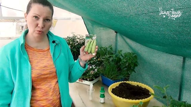 Выращиваем натуральную мочалку. Люфа -  безотходный супер овощ.