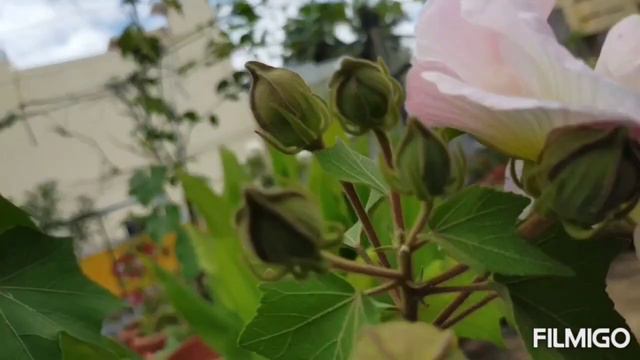 #ಬೆಟ್ಟತಾವರೆ_ಹೂವಿನ_ಬಗ್ಗೆ// смотреть онлайн