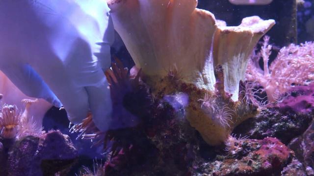 BUBBLE TIP ANEMONE MOVING ON TOP OF CORALS?! How I Solved this Problem! смотреть онлайн