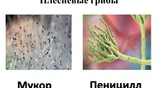 ГРИБЫ. ЛИШАЙНИКИ. Представители ЦТ по биологии 2022 смотреть онлайн