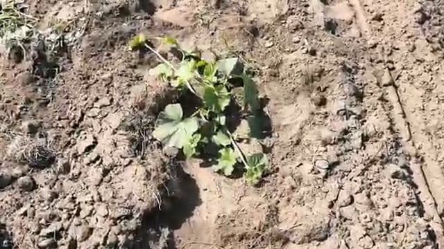 Измерение роста арбузной плети за сутки. смотреть онлайн